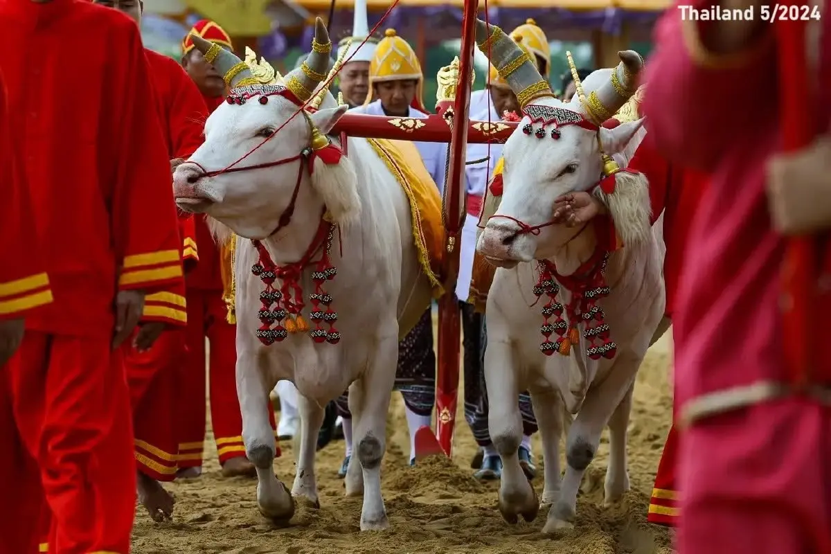 Thai Royal Ploughing Ceremony 2024 🇹🇭