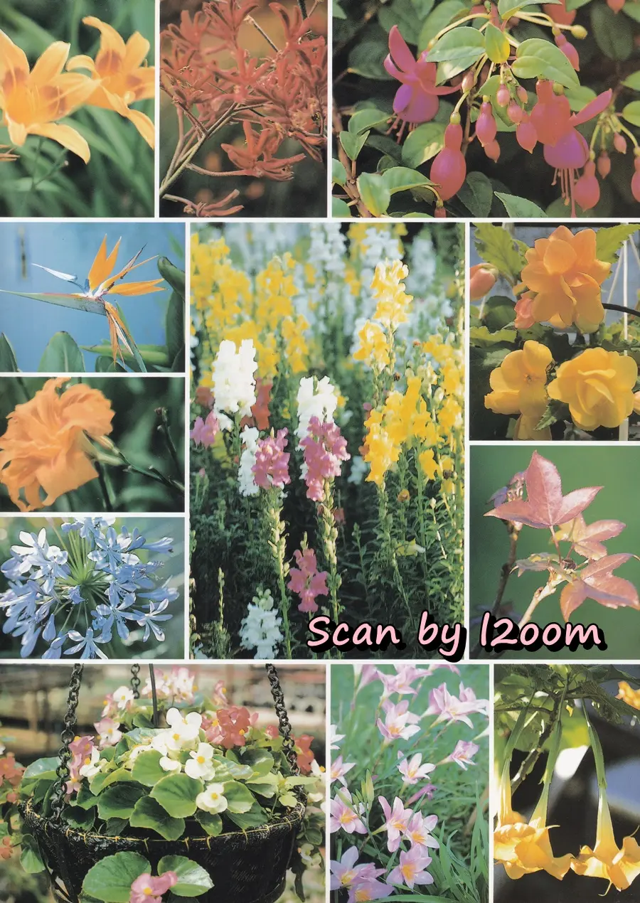 (วันวาน) แชมเปญ เอ็กซ์ @ นิตยสาร เพื่อนเดินทาง ปีที่ 22 ฉบับที่ 223 กรกฎาคม 2541