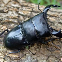 ด้วงคีมฟันเลื่อยโค้ง Dorcus bucephalus