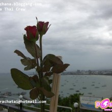 _____ Pattaya  Bangkok  in Thailand  ___ nice & easy day.. by Chana_____