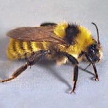 Bumble Bee