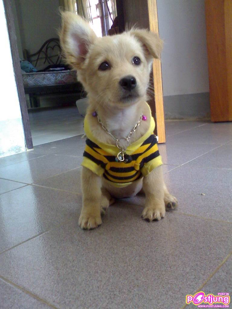 นังงุ้งงิ้ง