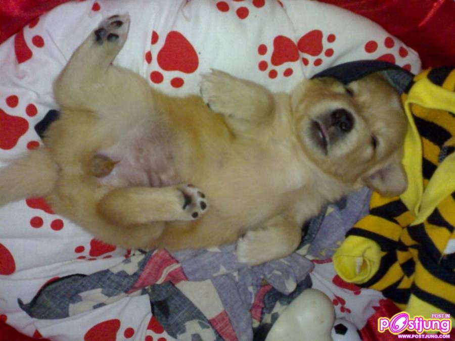 นอนหงายแต่เด็ก หัวเลยไม่ทุยอะ