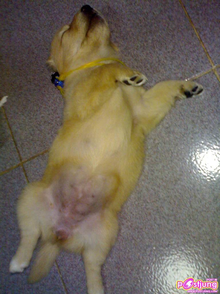 หนูฝันว่าเปนนักบัลเลต์