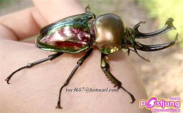 ด้วงคีมสายรุ้งเพศผู้