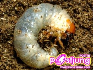 มาดูหนอนกันบ้าง รูปจาก  www1.kamakuranet