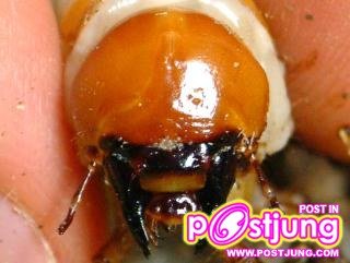 หน้าตรงไม่สวมหมวก รูปจาก  www1.kamakuran