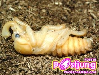 ดักแด้ ครับ รูปจาก www1.kamakuranet.ne.j