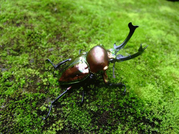 ด้วงคีมสายรุ้งเพศผู้ชนิดเขายาว