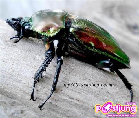 ด้วงคีมสายรุ้งเพศเมีย