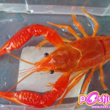 กุ้งเครฟิช(CrayFish) น้ำจืดน่ะ สัตว์เลี้ยงผมเอง