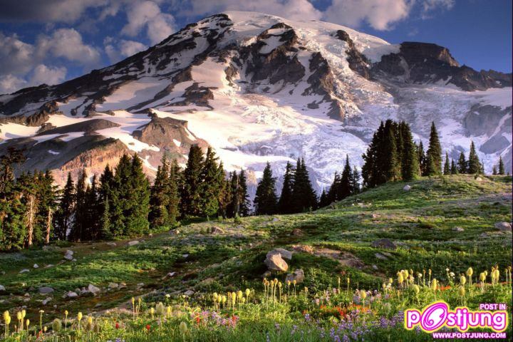 Blooming Wildflowers and Mount Rainier,