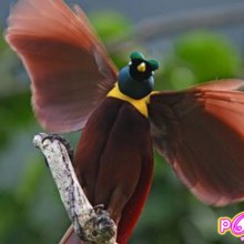 ปักษาสวรรค์ ( Birds of Paradise ) ตระกูลนกที่สวยที่สุดในโลก