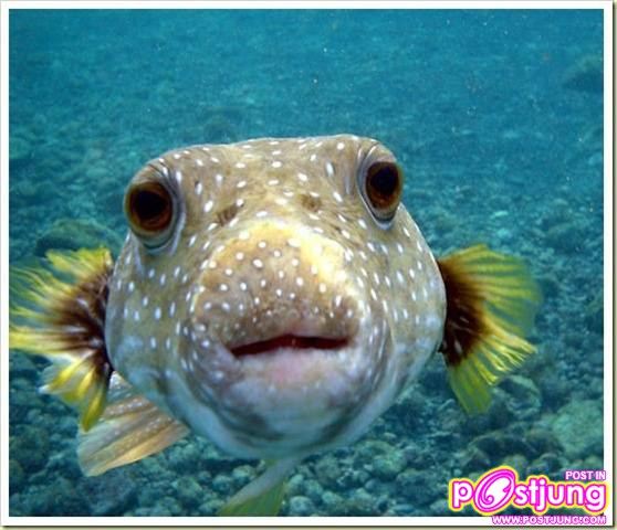 อันดับ 10 Puffer Fish ปลาปักเป้า