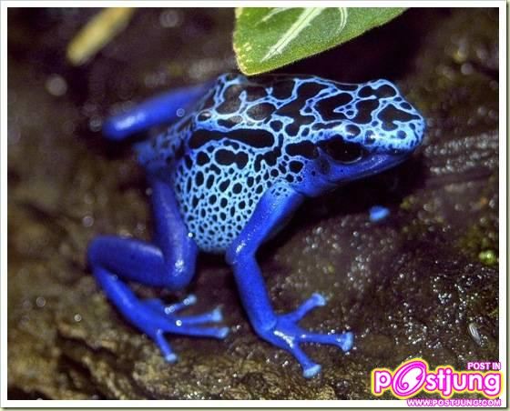 อันดับ 9 Poison Dart Frog กบลูกดอก