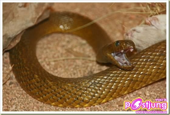 อันดับ 8 Inland Taipan งูไทปันโพ้นทะเล