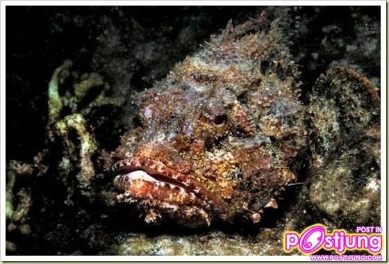 อันดับ 6 Stonefish ปลาหิน