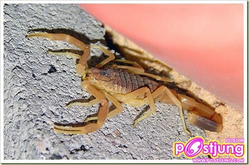 อันดับ 5 Death Stalker Scorpion