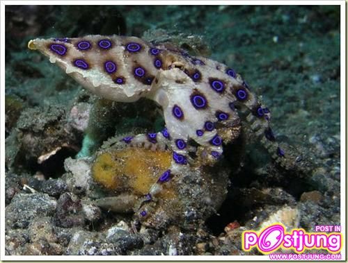 อันดับ 4 Blue-Ringed Octopus ปลาหมึกแหวนน้ำเงิน