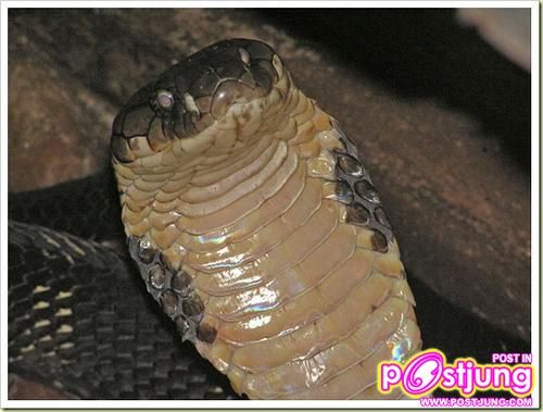 อันดับ 2 King Cobra งูจงอาง