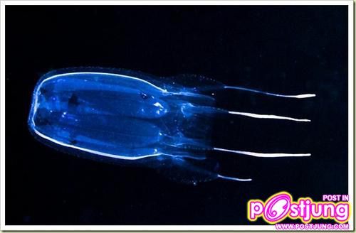 อันดับ 1 Box Jellyfish แมงกระพรุนกล่อง