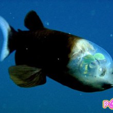 ปลาหัวใส ( barreleye fish )