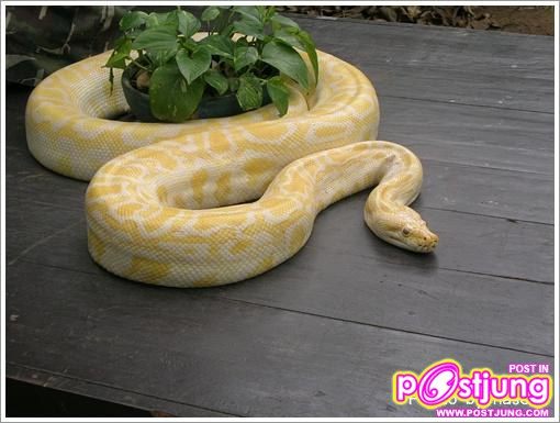 งูหลามทอง- ราคา 7500-60000 บาท