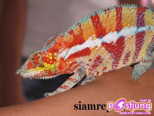 คาร์มิลเลี่ยน-ราคา 4500-12000