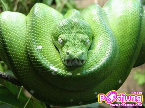 งูหลามต้นไม้-ราคา 4000-8000