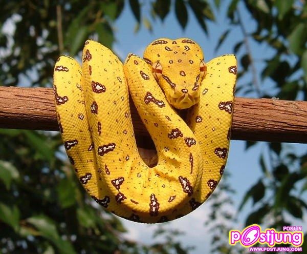 หลามต้นไม้-ราคา 4000-8000