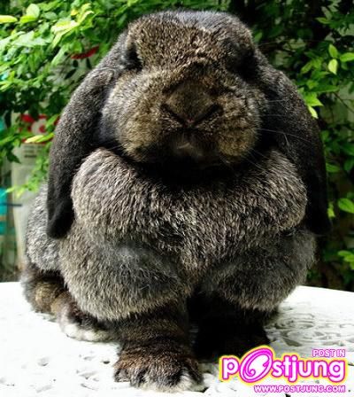 ลูกกระต่ายยักษ์-ราคา 8000