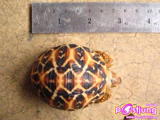 เต่าดาว-ราคา 1200-6000