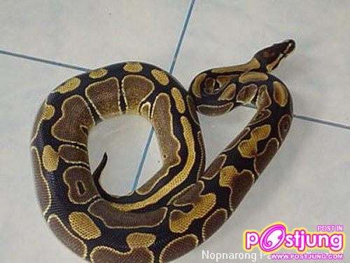 บอลไพธอน-ราคา 1500-8000