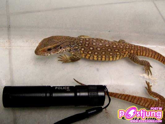 ซาวันน่า มอนิเตอร์-ราคา 1800-6000