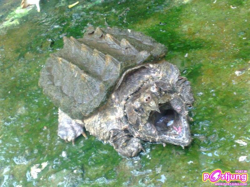 เต่าอัลลิเกเตอร์-ราคา 1200-8000