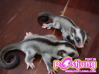 ชูการ์ไกรเดอร์-ราคา 1500-2200