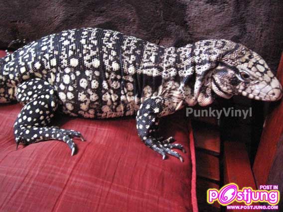 เตกู-ราคา 4500-15000