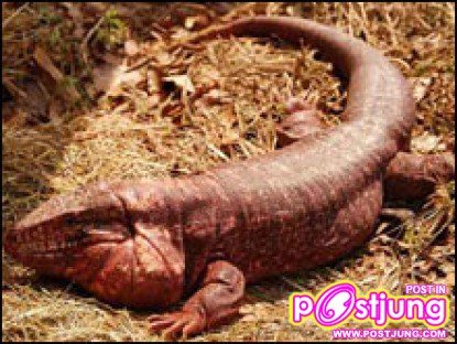 เรดเตกู-ราคา 5000-15000