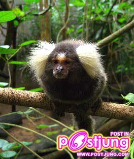 ลิงมาโมเสท-ราคา 35000-45000