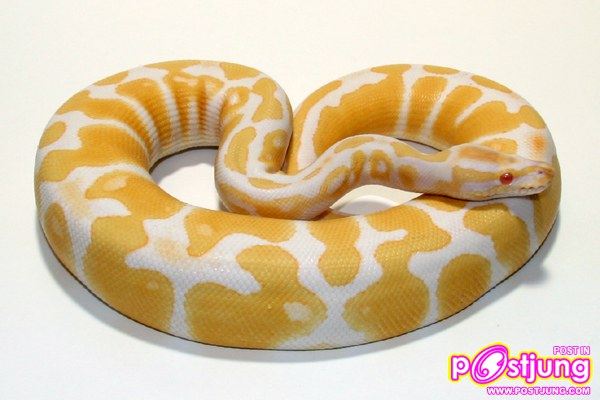 บอลไพธอนเผือก-ราคา 150000