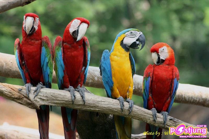 นกแก้วมาคอว์- ราคา 8000-200000