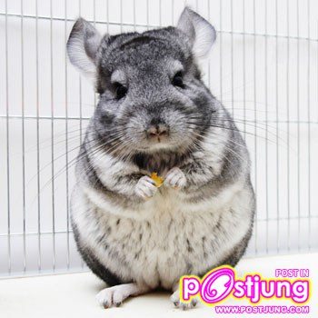 ชินชิลล่า - ราคา 6000-12000