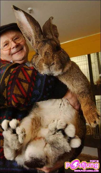 กระต่ายยักษ์พันธุ์เยอรมัน 12000-35000