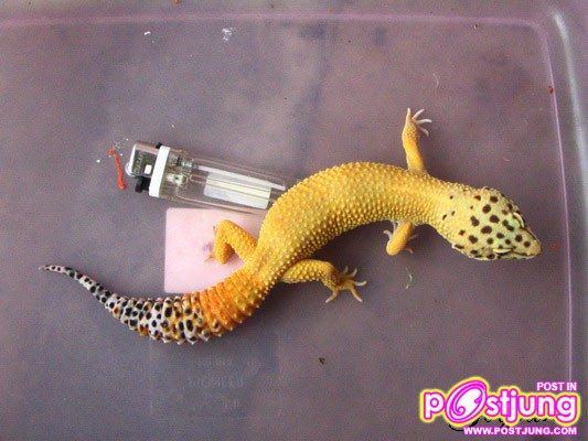 แอลพีจี-ราคา 4500-8000