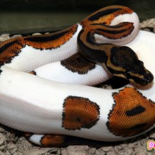 มาเลี้ยง บอลไพธอน (Ball Python) กันดีกว่าคับ