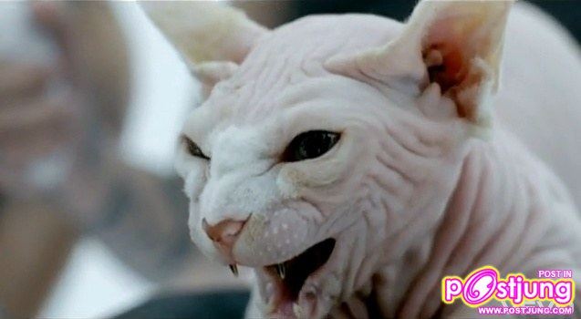 ใครรู้มั้งว่านี่ตัวอะไรอ่ะ ??