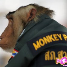 MONKEY POLICE สภ.สายบุรี