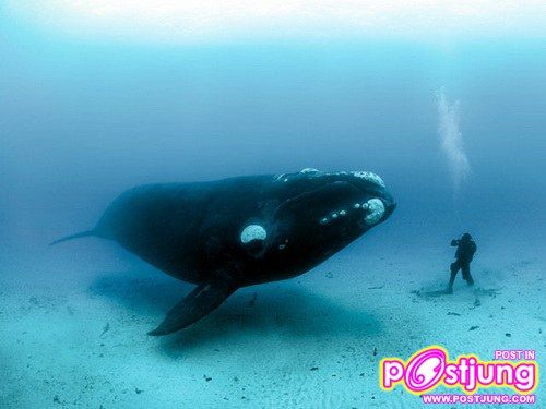 อันดับ 5วาฬ Bowhead Whale อายุขัย 210ปี