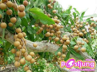 ลำไย ของดีเมืองลำพูน