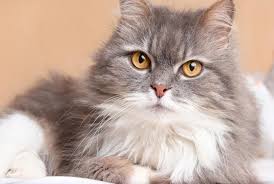 แมวเปอร์เซียหรือ (Persian Cat) คือหนึ่งในสายพันธุ์น้องแมวขนสวยยาวเงางาม ซึ่งจัดเป็นหนึ่งในสิบสายพันธุ์แมว ที่ได้รับความนิยมนำมาเลี้ยงมากที่สุดบนโลกนี้เลยล่ะค่ะ เดิมทีแมวเปอร์เซีย มีถิ่นกำเนิดมาจากแถบเ